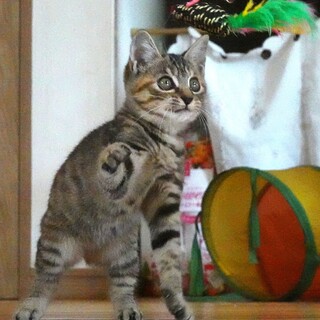 お目々くりくり肩のり子猫