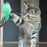 お目々くりくり肩のり子猫 サムネイル3