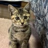 お目々くりくり肩のり子猫 サムネイル4