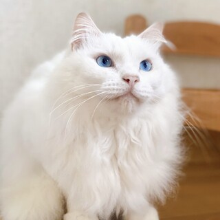 ミル