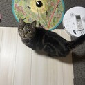 落ち着きのあるFIVキャリアのアメショの男の子