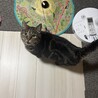 落ち着きのあるFIVキャリアのアメショの男の子 サムネイル1
