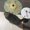 落ち着きのあるFIVキャリアのアメショの男の子 サムネイル2