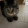 落ち着きのあるFIVキャリアのアメショの男の子 サムネイル4