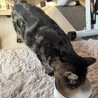 落ち着きのあるFIVキャリアのアメショの男の子 サムネイル6