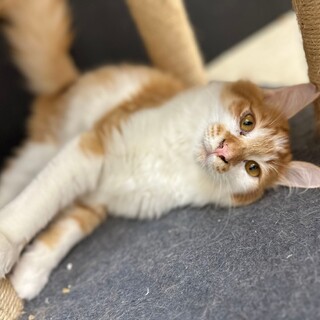 デレデレ甘えん坊な茶白ふわふわ子猫・ヨット