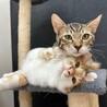 デレデレ甘えん坊な茶白ふわふわ子猫・ヨット サムネイル4