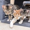 デレデレ甘えん坊な茶白ふわふわ子猫・ヨット サムネイル5
