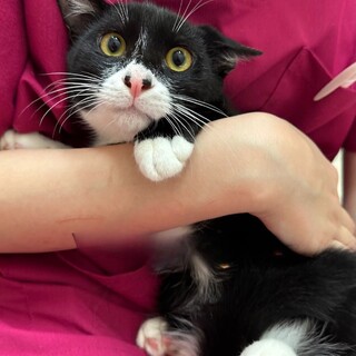 黒白マスクマンな甘えん坊予備軍子猫