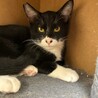 黒白マスクマンな甘えん坊予備軍子猫 サムネイル2