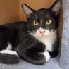 黒白マスクマンな甘えん坊予備軍子猫 サムネイル3