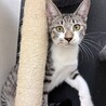 キジ白の甘えん坊予備軍！好奇心いっぱいの子猫 サムネイル3