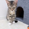 キジ白の美人さん・人慣れ見込みあり サムネイル4