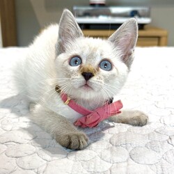 ★猫の未来とびら譲渡会★八丁堀徒歩2分 サムネイル3