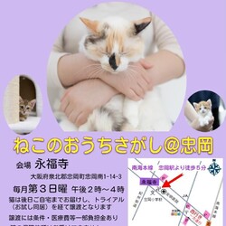 大阪・忠岡｜蚊帳で保護猫とふれあえる譲渡会