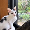 大好きアピール❣大音量ゴロゴロ♡ホタテくん サムネイル1