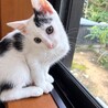 大好きアピール❣大音量ゴロゴロ♡ホタテくん サムネイル2