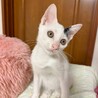 大好きアピール❣大音量ゴロゴロ♡ホタテくん サムネイル4