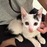 大好きアピール❣大音量ゴロゴロ♡ホタテくん サムネイル5