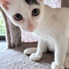 大好きアピール❣大音量ゴロゴロ♡ホタテくん サムネイル6