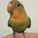 （一時募集終了）手乗りのコザクラインコ