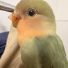 （一時募集終了）手乗りのコザクラインコ サムネイル2