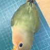 （一時募集終了）手乗りのコザクラインコ サムネイル3