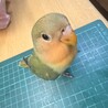 （一時募集終了）手乗りのコザクラインコ サムネイル4