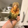 （一時募集終了）手乗りのコザクラインコ サムネイル5