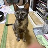 サビの女の子　推定1〜2才 サムネイル2