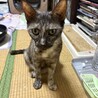 サビの女の子　推定1〜2才 サムネイル4