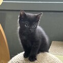 【兄弟譲渡希望】黒猫ちゃん（白のポイントあり）
