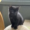 【兄弟譲渡希望】黒猫ちゃん（白のポイントあり） サムネイル1