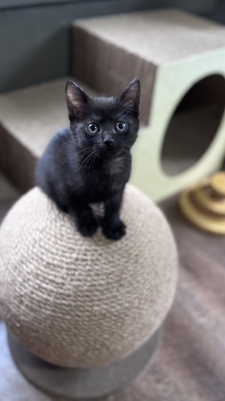 【兄弟譲渡希望】黒猫ちゃん（白のポイントあり） サムネイル2