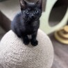 【兄弟譲渡希望】黒猫ちゃん（白のポイントあり） サムネイル2