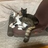 おめめパッチリおっぽフサフサ甘えん坊男子 サムネイル2