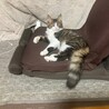 おめめパッチリおっぽフサフサ甘えん坊男子 サムネイル3