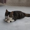おめめパッチリおっぽフサフサ甘えん坊男子 サムネイル5