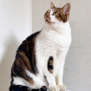 レオン