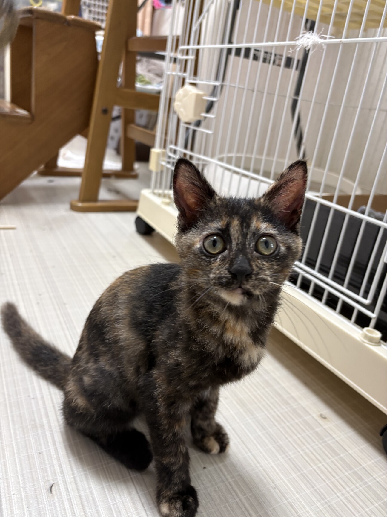 サビ柄はお好き？ サムネイル1
