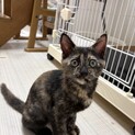 サビ柄はお好き？