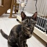 サビ柄はお好き？ サムネイル1