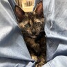 サビ柄はお好き？ サムネイル2