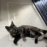 サビ柄はお好き？ サムネイル3