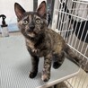 サビ柄はお好き？ サムネイル4