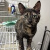 サビ柄はお好き？ サムネイル5