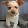 癒し効果たっぷりシニアのトイプー　ピピちゃん サムネイル1