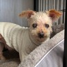 癒し効果たっぷりシニアのトイプー　ピピちゃん サムネイル2