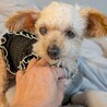 癒し効果たっぷりシニアのトイプー　ピピちゃん サムネイル4