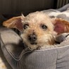 癒し効果たっぷりシニアのトイプー　ピピちゃん サムネイル5